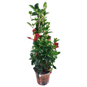 Afbeelding van Kp19 Sundaville Piramide Rood